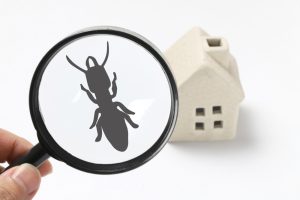 termite inspections near me, house inspections, home inspections, home inspector, Analytical Home Inspections, OR